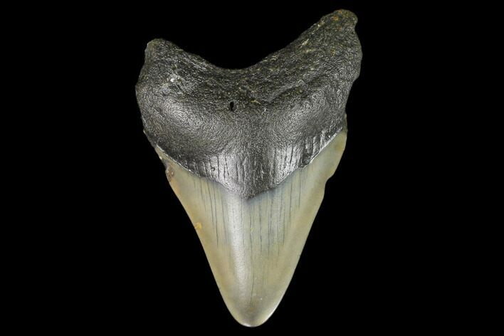 Bargain, Fossil Megalodon Tooth - North Carolina #129965